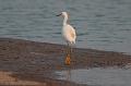 Snowy Egret 092008 261